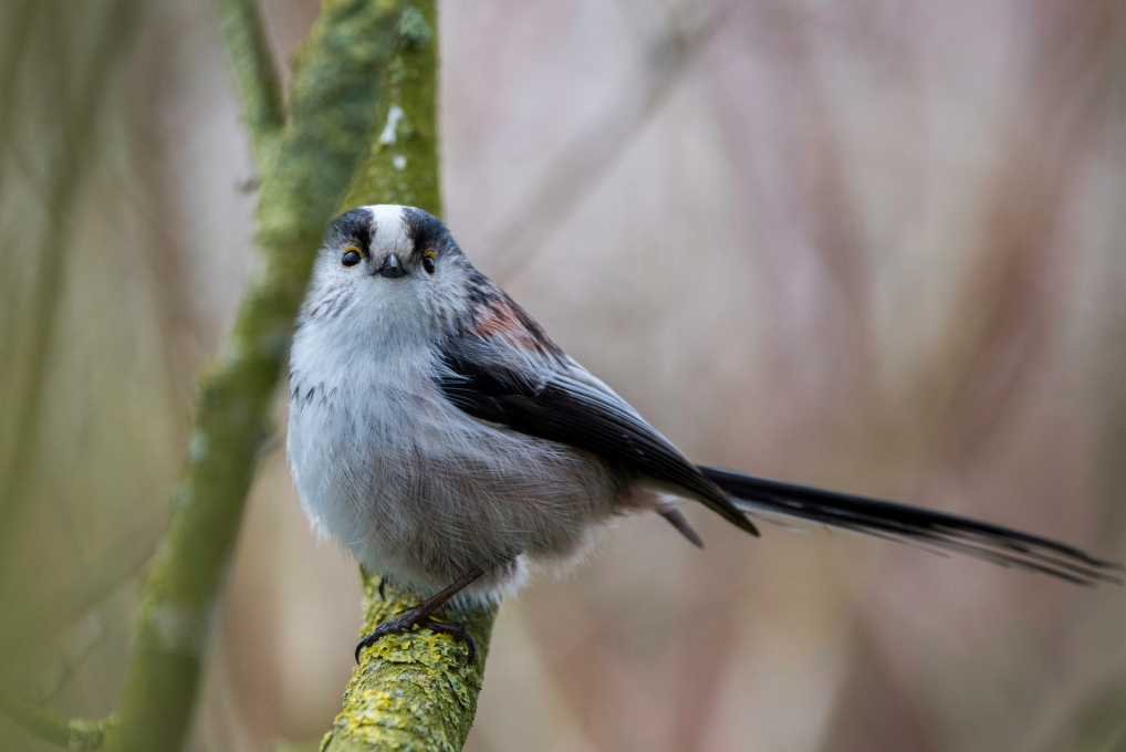 A la rencontre des oiseaux du parc de la citadelle